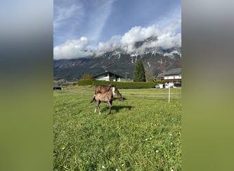 Österreichisches Warmblut, Hengst, 1 Jahr, Schimmel