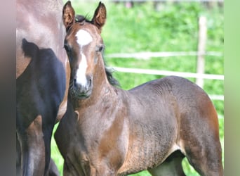 Österreichisches Warmblut, Hengst, 1 Jahr, Schwarzbrauner