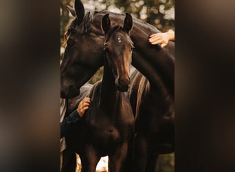 Österreichisches Warmblut, Hengst, 1 Jahr, Schwarzbrauner