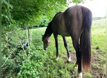 Österreichisches Warmblut, Hengst, 2 Jahre, 150 cm, Schimmel