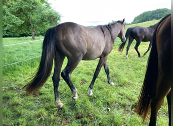 Österreichisches Warmblut, Hengst, 2 Jahre, 150 cm, Schimmel