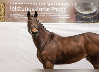 Österreichisches Warmblut, Hengst, 2 Jahre, 160 cm, Brauner