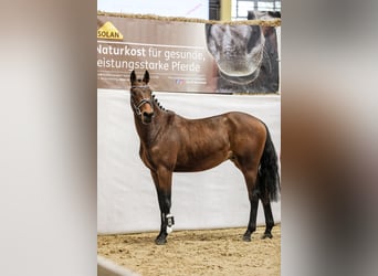 Österreichisches Warmblut, Hengst, 2 Jahre, 160 cm, Brauner