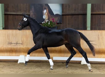 Österreichisches Warmblut, Hengst, 2 Jahre, 168 cm, Dunkelbrauner