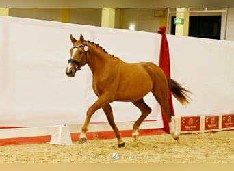 Österreichisches Warmblut, Hengst, 2 Jahre, 168 cm, Fuchs
