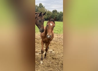 Österreichisches Warmblut, Hengst, 2 Jahre, 170 cm, Brauner