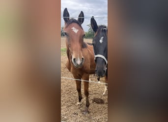 Österreichisches Warmblut, Hengst, 2 Jahre, 170 cm, Brauner