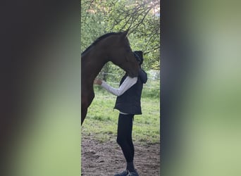 Österreichisches Warmblut, Hengst, 2 Jahre, 170 cm, Brauner