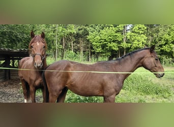 Österreichisches Warmblut, Hengst, 2 Jahre, 170 cm, Brauner