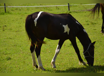 Österreichisches Warmblut, Hengst, 2 Jahre, Schecke