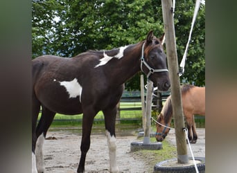 Österreichisches Warmblut, Hengst, 2 Jahre, Schecke