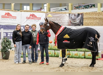 Österreichisches Warmblut, Hengst, 3 Jahre, 160 cm, Brauner