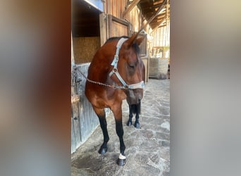 Österreichisches Warmblut, Hengst, 3 Jahre, 160 cm, Brauner