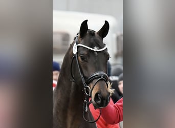 Österreichisches Warmblut, Hengst, 3 Jahre, 163 cm