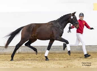 Österreichisches Warmblut, Hengst, 3 Jahre, 165 cm, Brauner