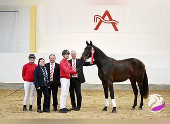 Österreichisches Warmblut, Hengst, 3 Jahre, 165 cm, Brauner