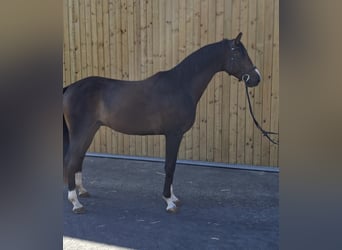 Österreichisches Warmblut, Hengst, 3 Jahre, 165 cm, Dunkelbrauner