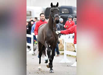 Österreichisches Warmblut, Hengst, 3 Jahre, 169 cm