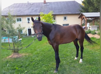 Österreichisches Warmblut, Hengst, 3 Jahre, 169 cm, Dunkelbrauner
