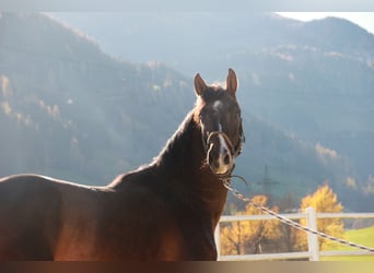 Österreichisches Warmblut, Hengst, 3 Jahre, 170 cm, Brauner