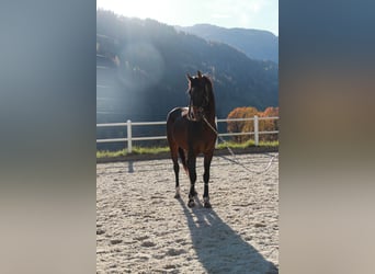 Österreichisches Warmblut, Hengst, 3 Jahre, 170 cm, Brauner