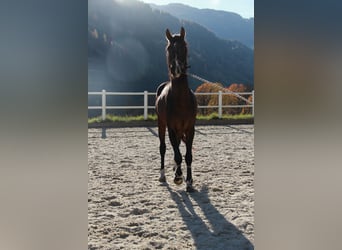 Österreichisches Warmblut, Hengst, 3 Jahre, 170 cm, Brauner