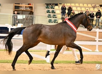 Österreichisches Warmblut, Hengst, 3 Jahre, 176 cm, Dunkelbrauner