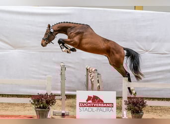 Österreichisches Warmblut, Hengst, 3 Jahre, Brauner