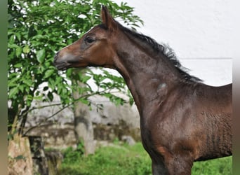 Österreichisches Warmblut, Hengst, 3 Jahre, Schwarzbrauner