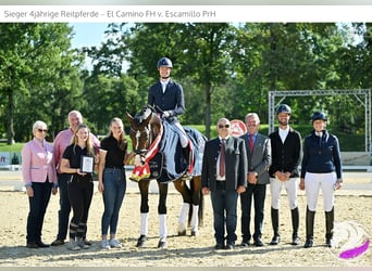 Österreichisches Warmblut, Hengst, 4 Jahre, 173 cm, Dunkelbrauner