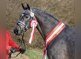 Österreichisches Warmblut, Hengst, 5 Jahre, 172 cm, Schimmel