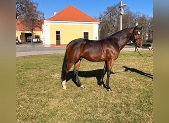 Österreichisches Warmblut, Hengst, 6 Jahre, 167 cm, Brauner