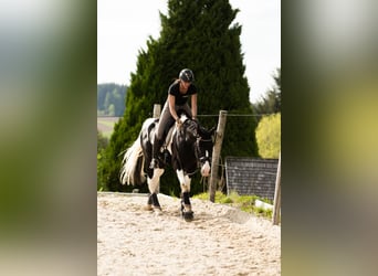 Österreichisches Warmblut, Hengst, 6 Jahre, 168 cm, Schecke