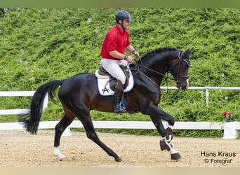 Österreichisches Warmblut, Hengst, 8 Jahre, 172 cm, Schwarzbrauner