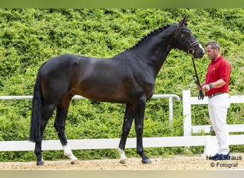 Österreichisches Warmblut, Hengst, 8 Jahre, 172 cm, Schwarzbrauner