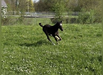 Österreichisches Warmblut, Hengst, Fohlen (04/2025), 164 cm, Rappe