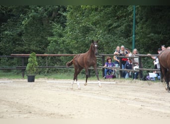 Österreichisches Warmblut, Hengst, Fohlen (04/2025), 164 cm, Rappe