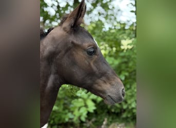 Österreichisches Warmblut, Hengst, Fohlen (04/2025), 164 cm, Rappe