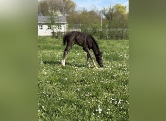 Österreichisches Warmblut, Hengst, Fohlen (04/2025), 164 cm, Rappe