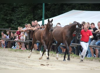 Österreichisches Warmblut, Hengst, Fohlen (04/2025), 164 cm, Rappe