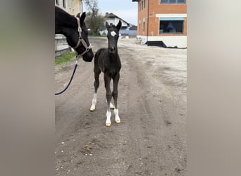 Österreichisches Warmblut, Hengst, Fohlen (04/2025), 164 cm, Rappe