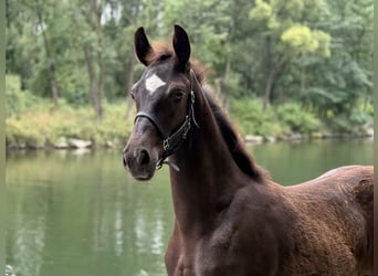 Österreichisches Warmblut, Hengst, Fohlen (04/2025), 164 cm, Rappe