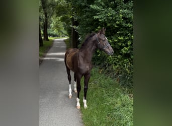 Österreichisches Warmblut, Hengst, Fohlen (04/2025), 164 cm, Rappe