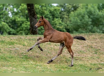Österreichisches Warmblut, Hengst, Fohlen (05/2026), 168 cm, Brauner