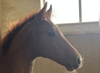Österreichisches Warmblut, Hengst, Fohlen (05/2025), 169 cm, Fuchs