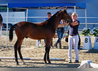Österreichisches Warmblut, Hengst, Fohlen (03/2026), 170 cm, Brauner