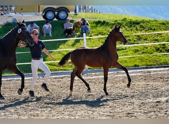 Österreichisches Warmblut, Hengst, Fohlen (03/2026), 170 cm, Brauner