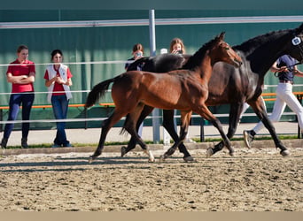 Österreichisches Warmblut, Hengst, Fohlen (03/2026), 170 cm, Brauner