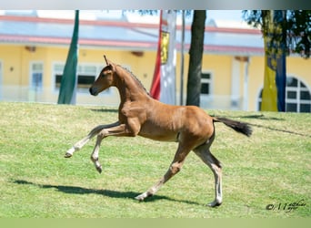 Österreichisches Warmblut, Hengst, Fohlen (04/2025), 170 cm, Brauner