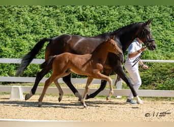 Österreichisches Warmblut, Hengst, Fohlen (04/2025), 170 cm, Brauner